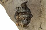 Impressive Metacanthina Trilobite - Lghaft, Morocco #339521-3